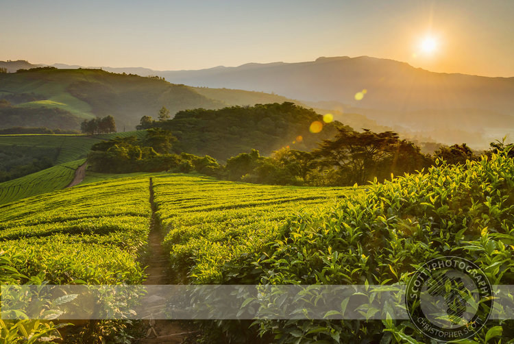 Zimbabwe's Verdant Tea Estate